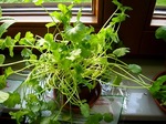 DSCN0723.jpg